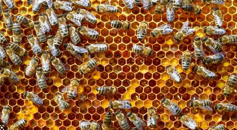 Ältere Generation schätzt Honig !